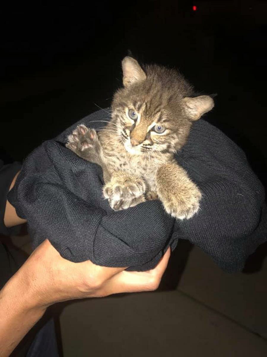 bébé lynx, chaton, femme