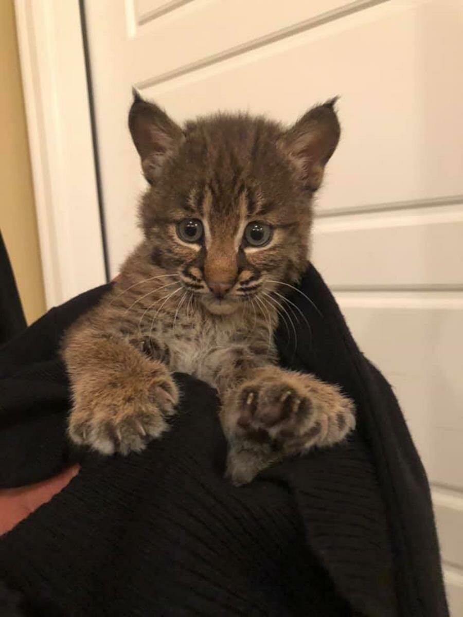 bébé lynx, chaton, femme