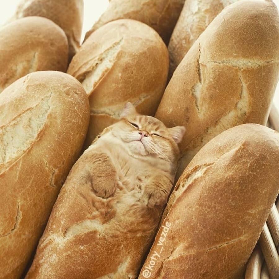 chat, photoshop, instagram, baguette