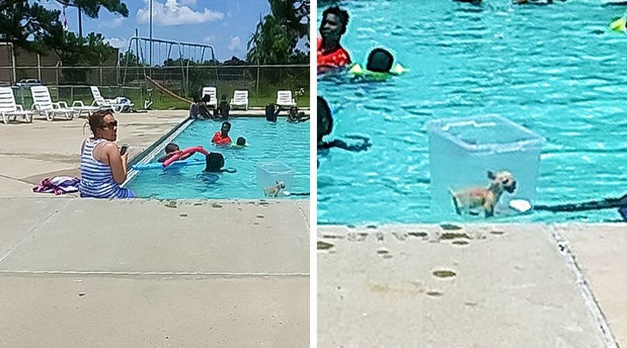 chien, caisse plastique, piscine