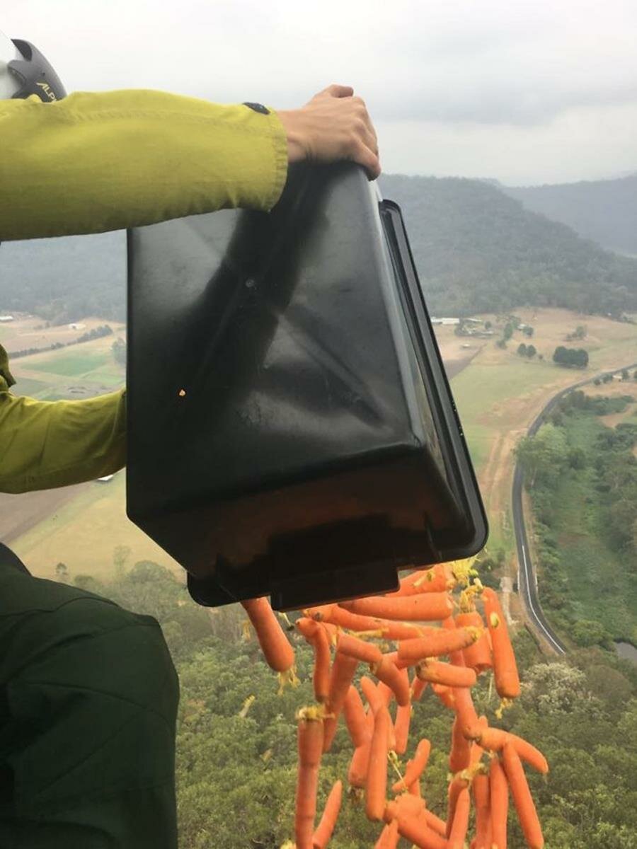 carottes, larguer, vol