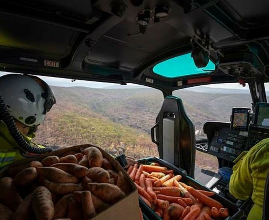 hélicoptère, carottes, patates douces