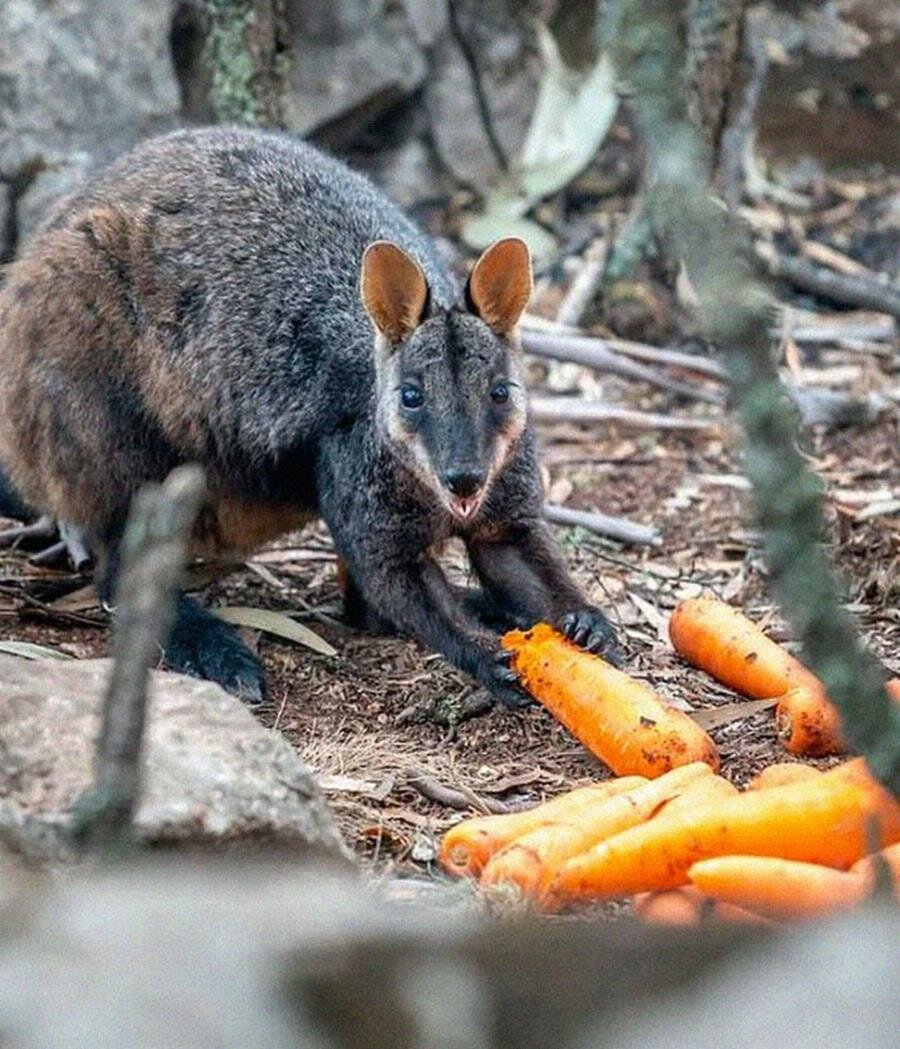 wallaby, carotte, manger