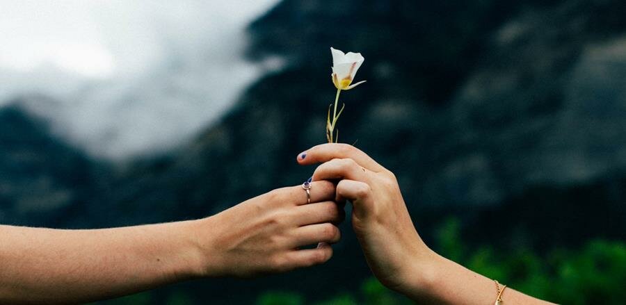 personne, cadeau, fleur