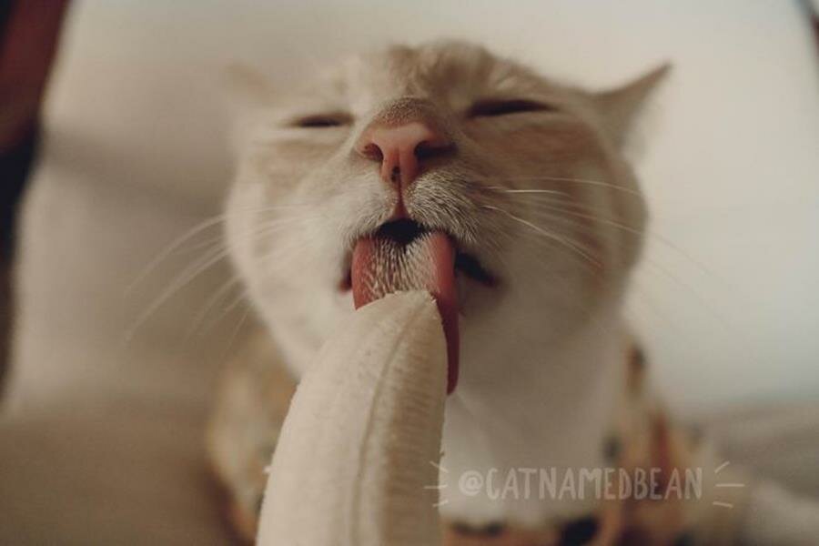 chat, banane, manger, inapproprié