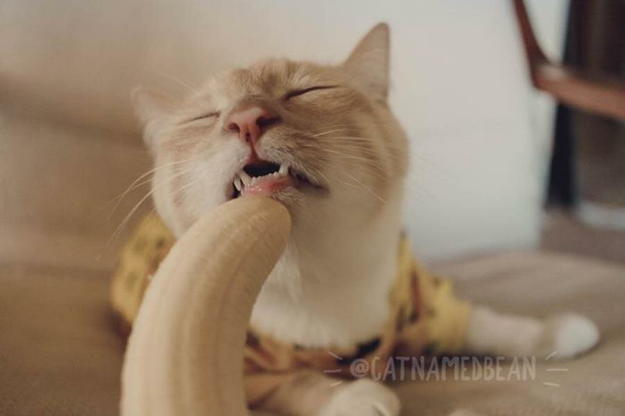 chat, banane, manger, inapproprié