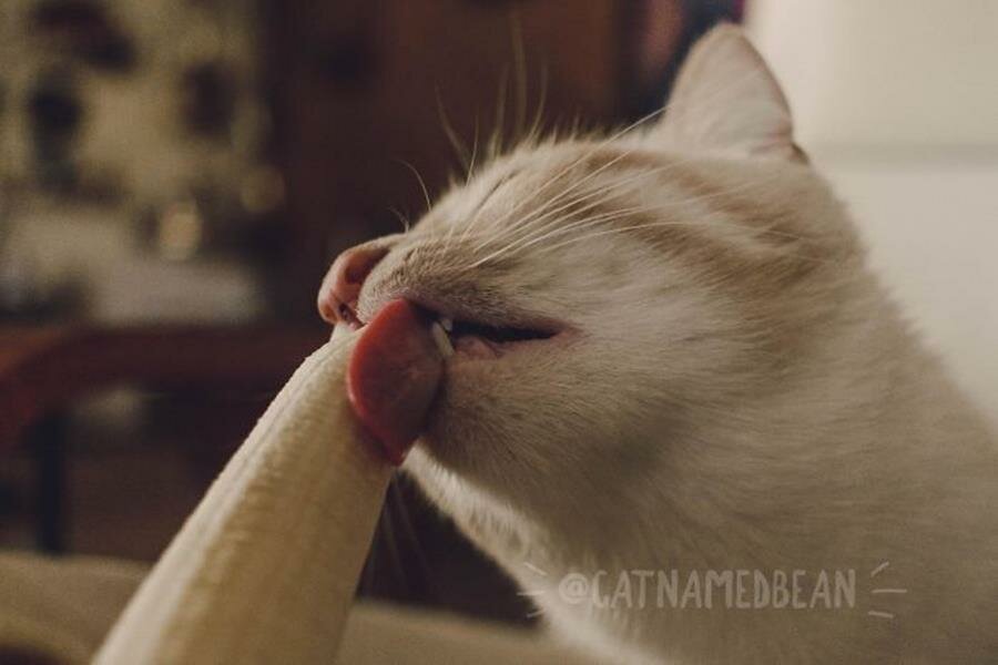 chat, banane, manger, inapproprié