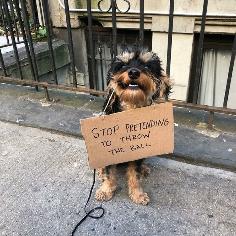 chien, pancarte, manifestation