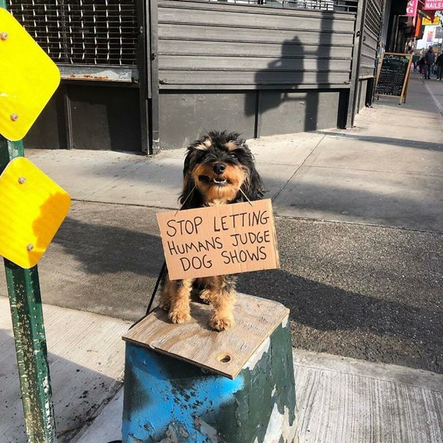 chien, pancarte, manifestation