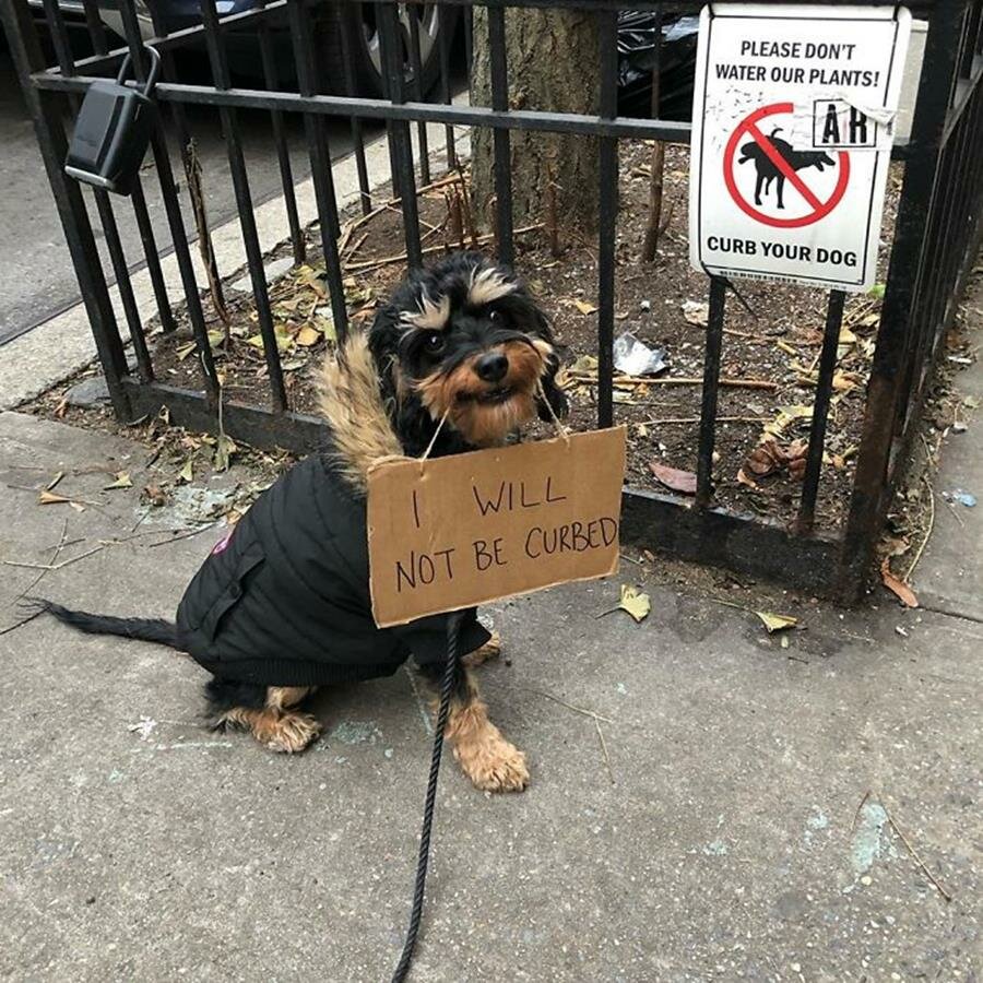 chien, pancarte, manifestation