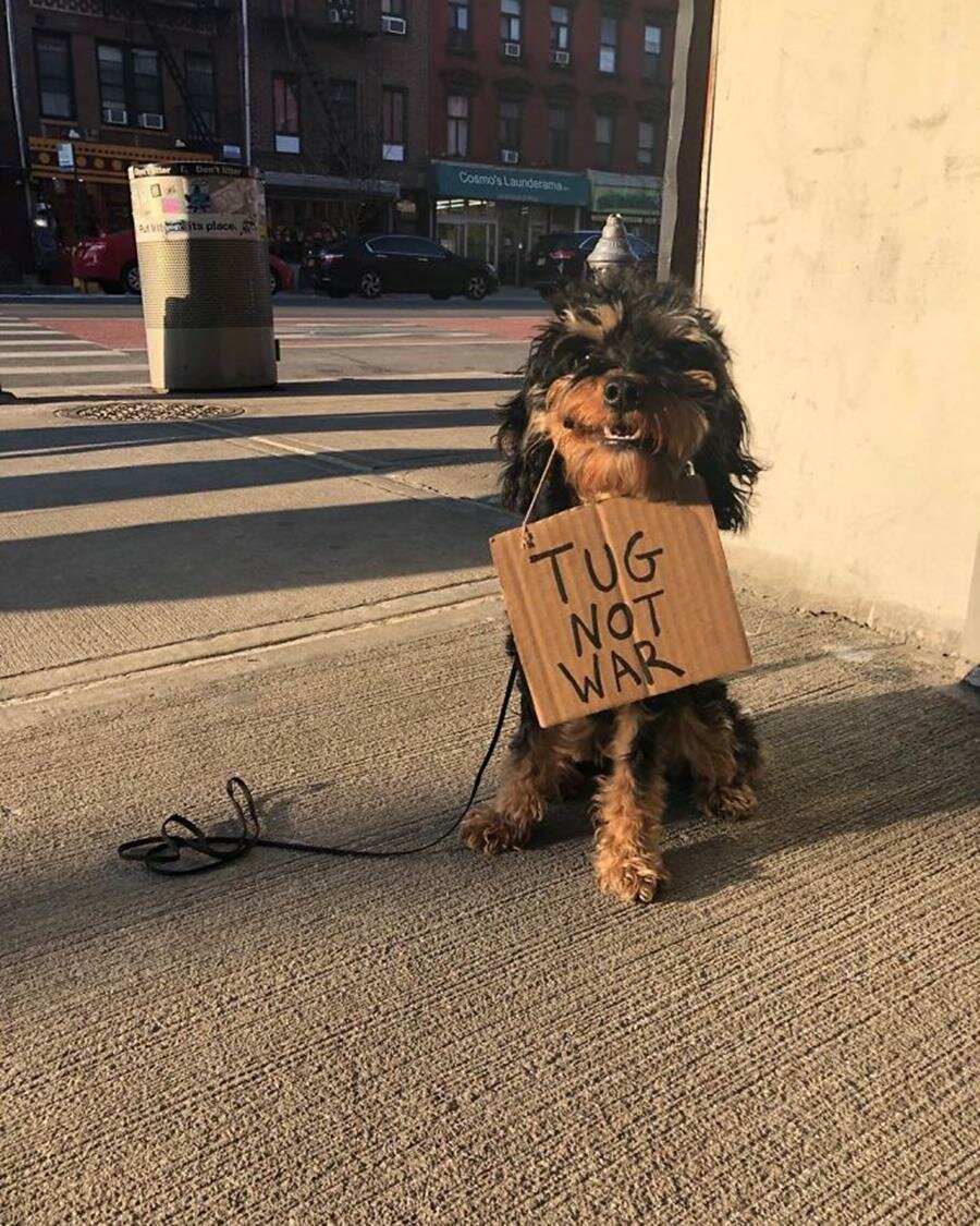 chien, pancarte, manifestation