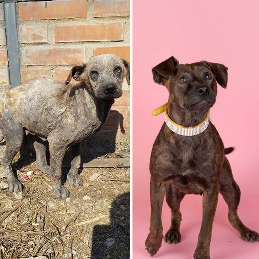 chien, avant/après, chien errant, adoption