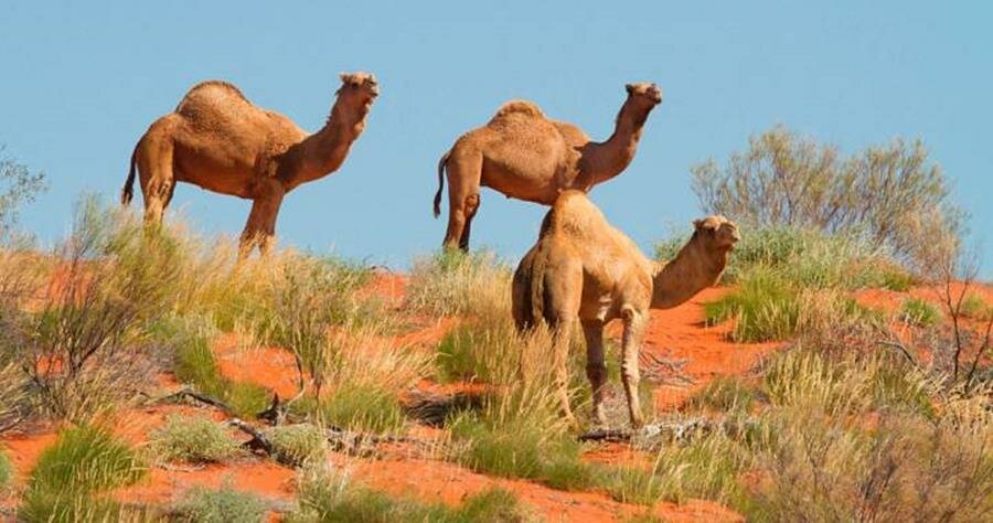 dromadaires, australie