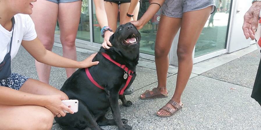 chienne, bus, seule