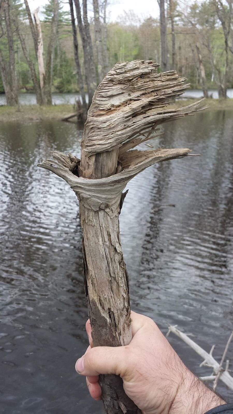 trouvaille, forêt, bâton, torche