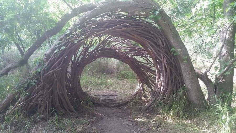 trouvaille, forêt, arche