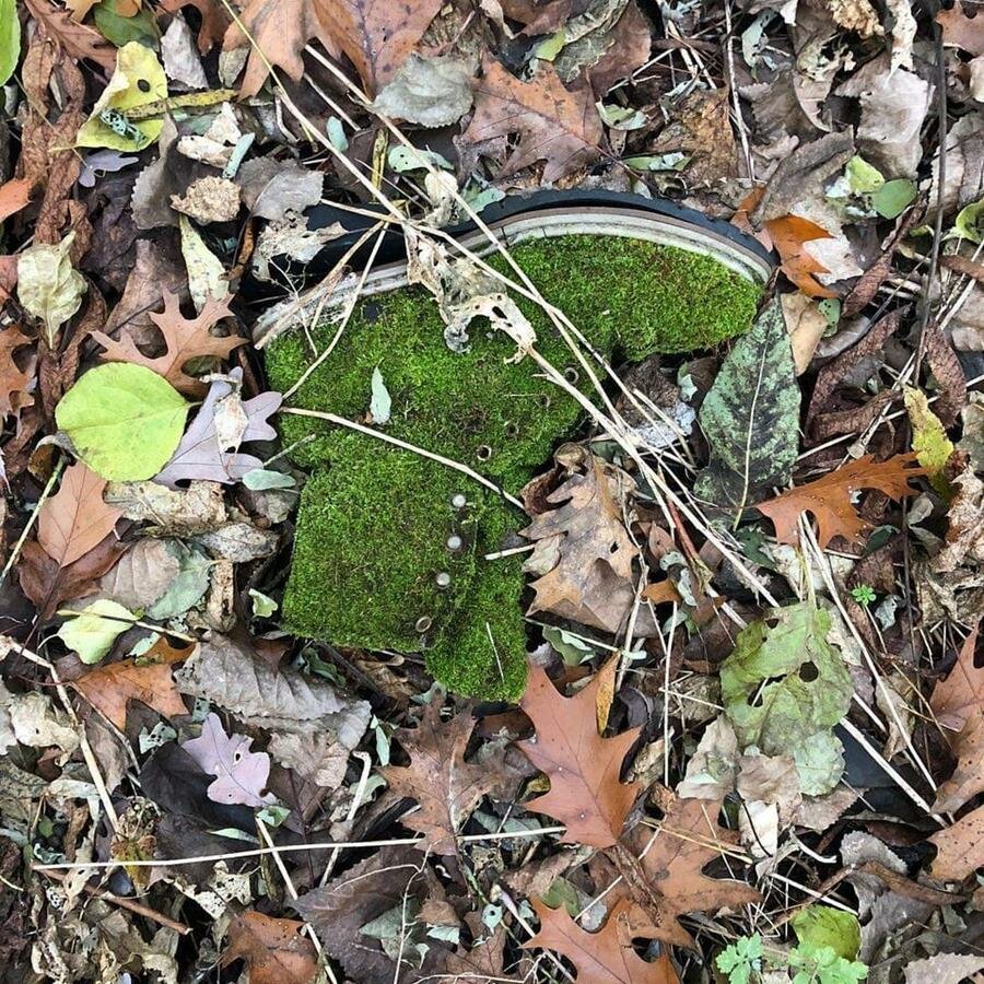 trouvaille, forêt, chaussure, herbe