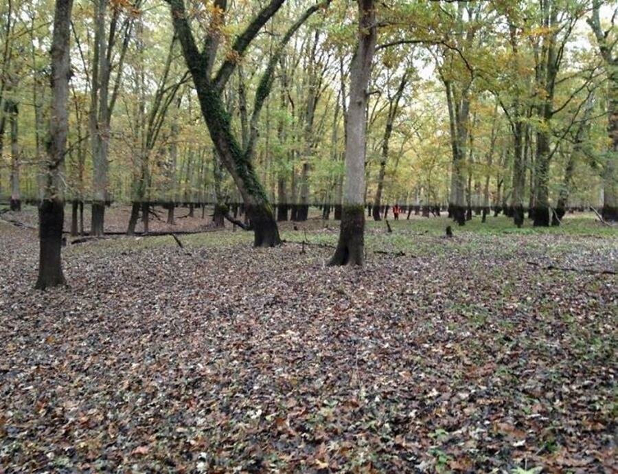 trouvaille, forêt, arbres