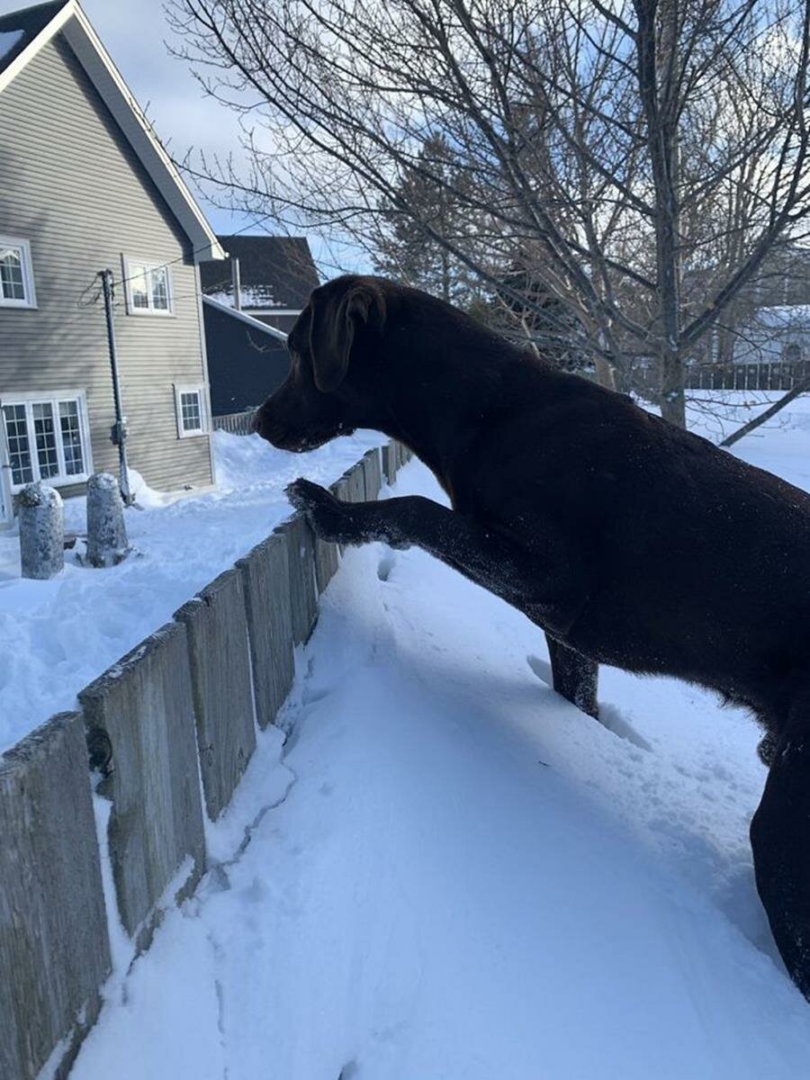 chien, neige