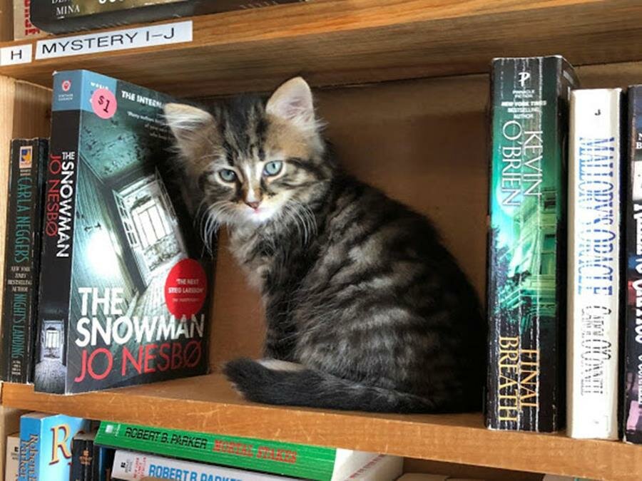 chaton, étagère, livres