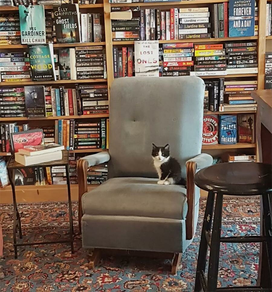 chaton, fauteuil, librairie