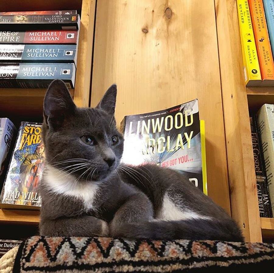 chat, étagère, librairie