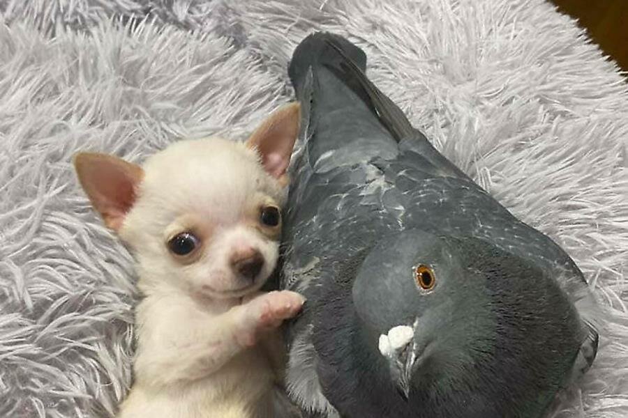 pigeon, chihuahua, panier