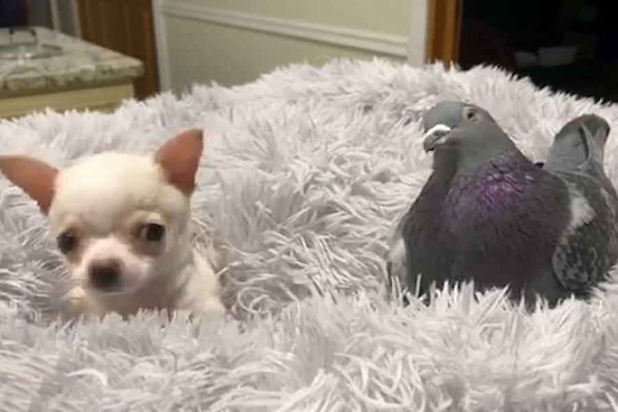 pigeon, chihuahua, panier