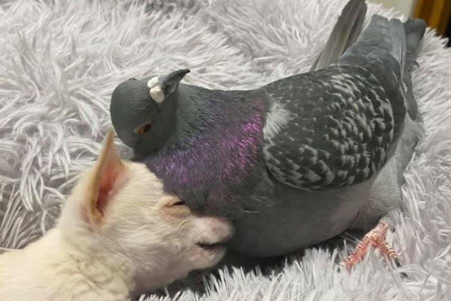 chihuahua, pigeon, câlin