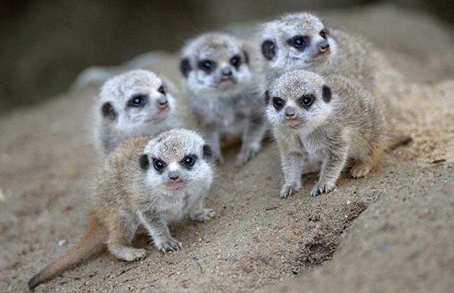 bébés, suricates