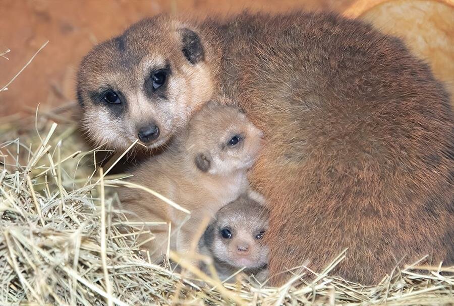 bébés, suricates