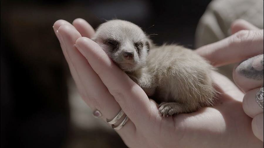 bébés, suricates