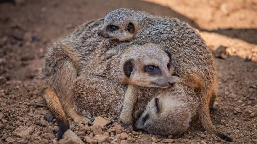 bébés, suricates