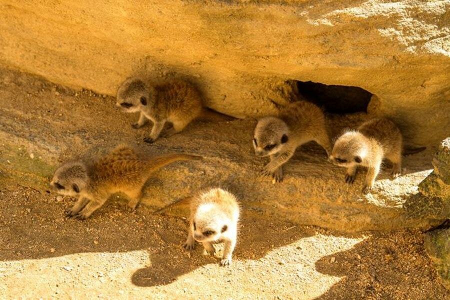 bébés, suricates