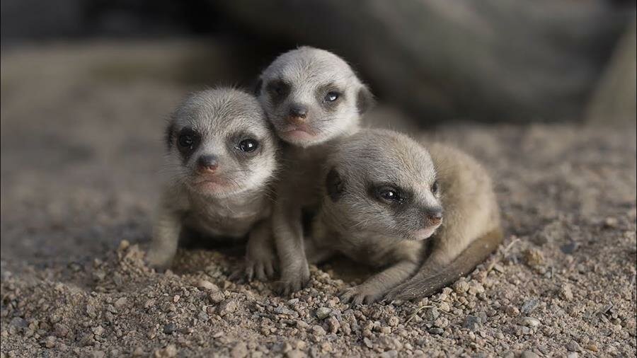 bébés, suricates