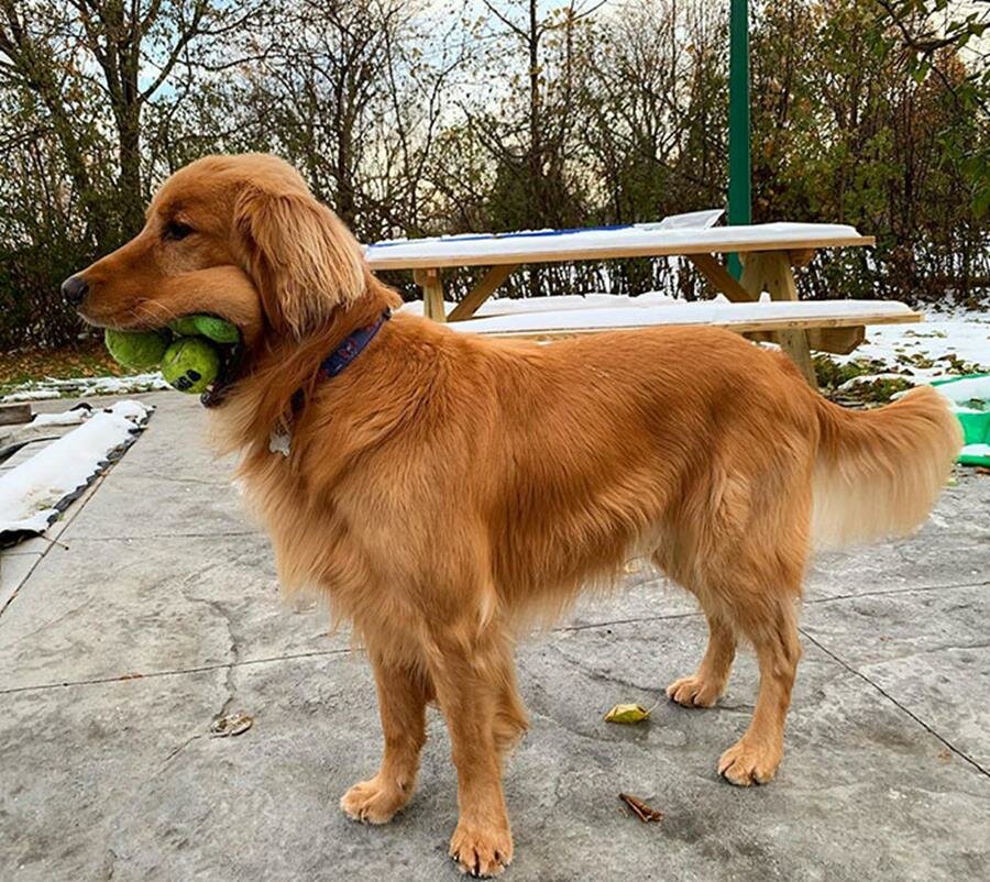 chien, balles de tennis, profil