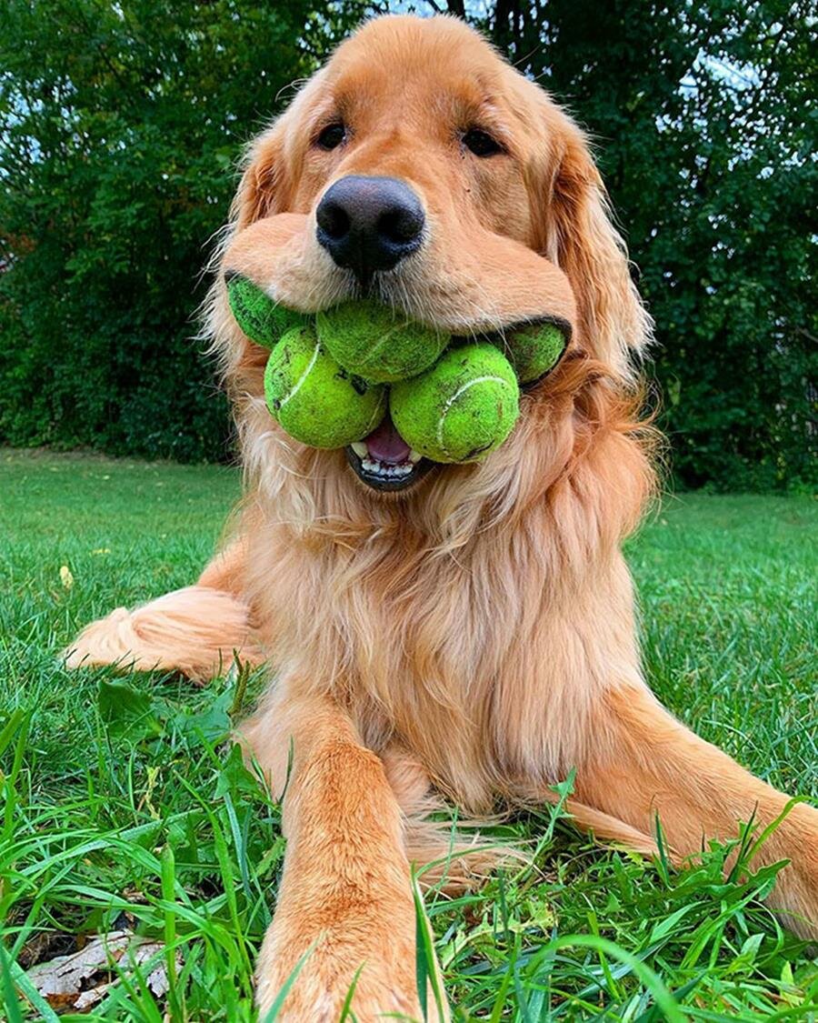 chien, balles de tennis