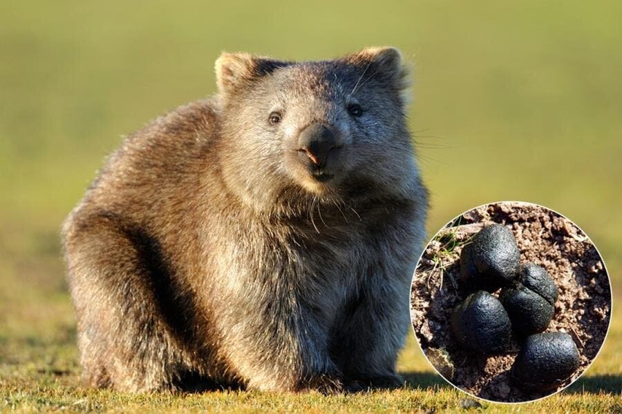 wombat, crottes