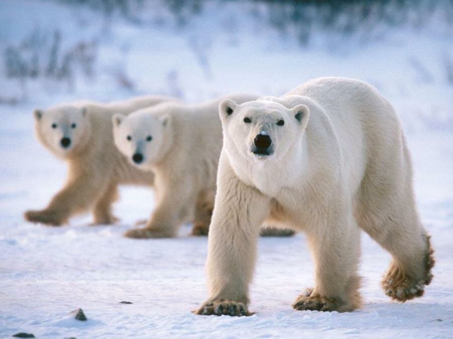 ours polaires, banquise