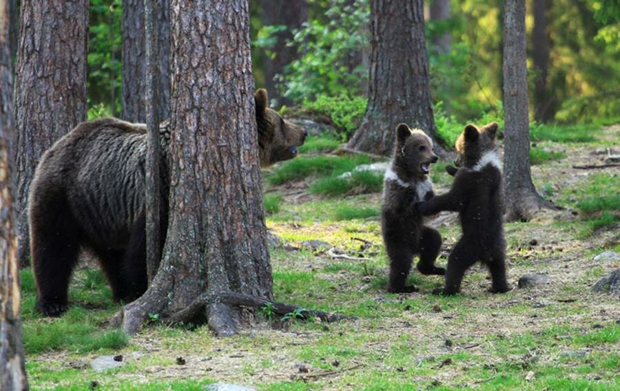 oursons, jouer, forêt