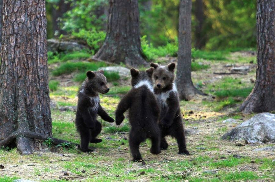 oursons, jouer, forêt