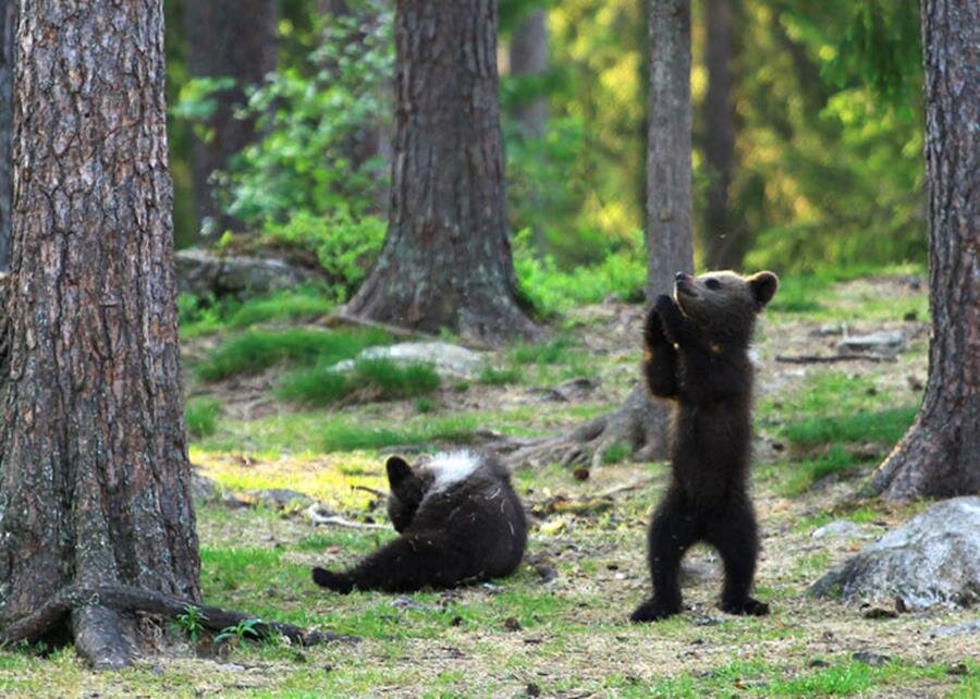 oursons, jouer, forêt