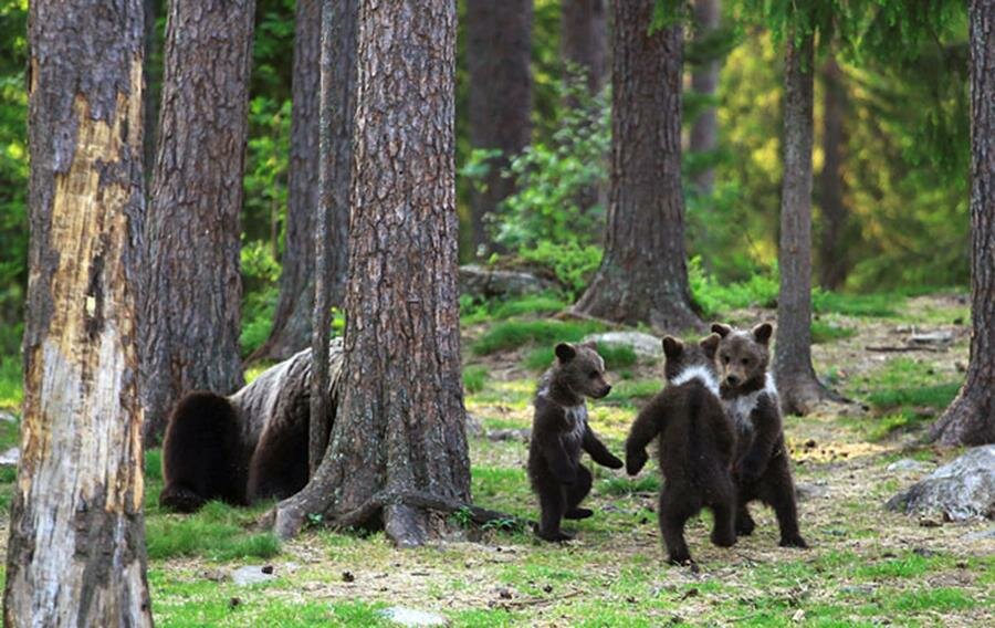 oursons, jouer, forêt