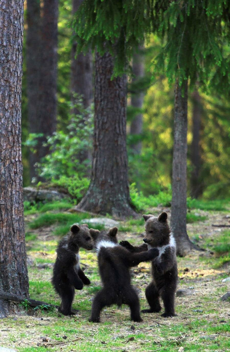 oursons, jouer, forêt