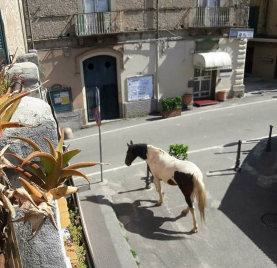 cheval, rue, ville