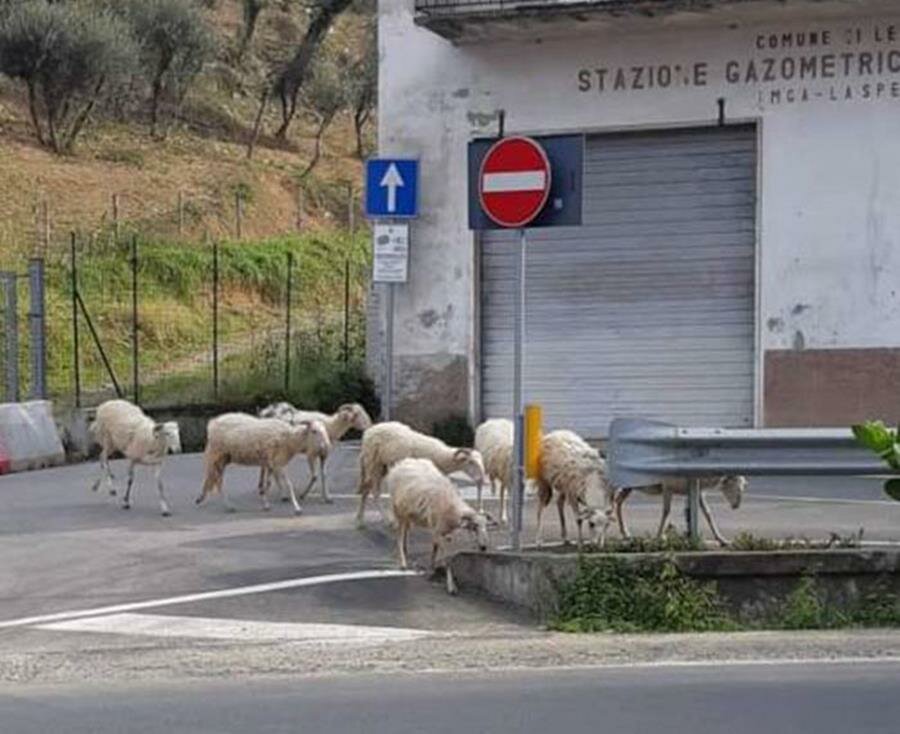 moutons, rue, italie