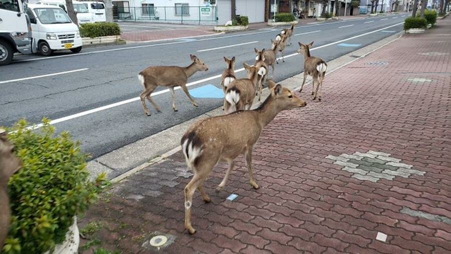 biches, rue, japon