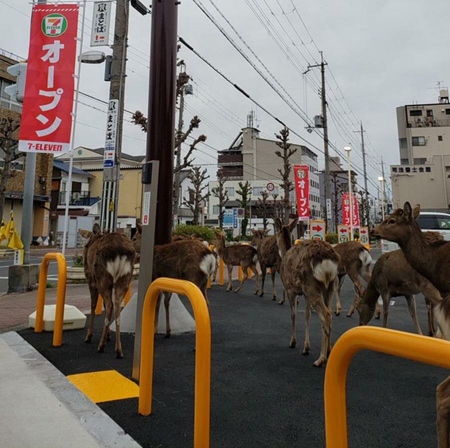 biches, rue, japon