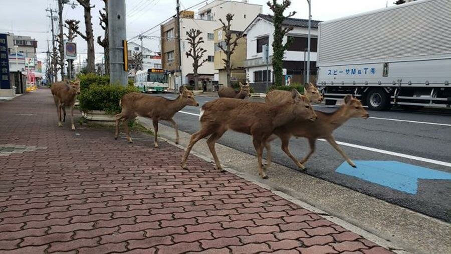 biches, rue, japon