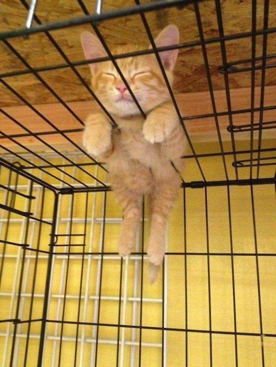 chat, sieste, cage